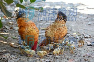 饲料检测