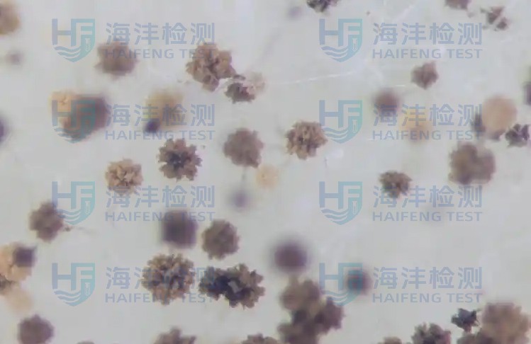 霉菌试验