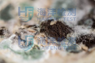 霉菌污染