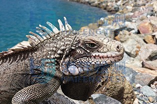 动物组织检测