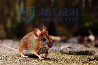 小鼠检测